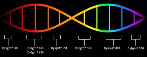 生物科技新里程 Dylight標記抗體促銷助力前沿研發(fā)